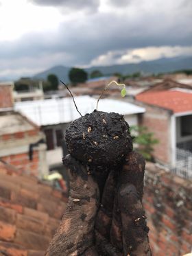 bomba_de_vida